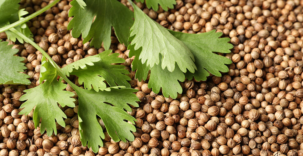 Kolendra w kosmetykach – naturalna moc dla Twojej skóry